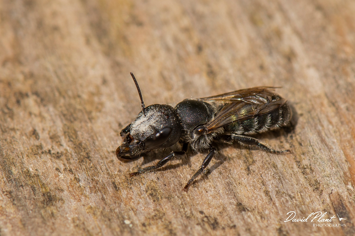 David Plant Photography - Wildlife Photography - Blue mason bee, Osmia caerulescens - B.JPG - Blue mason bee, Osmia caerulescens - Cotswolds