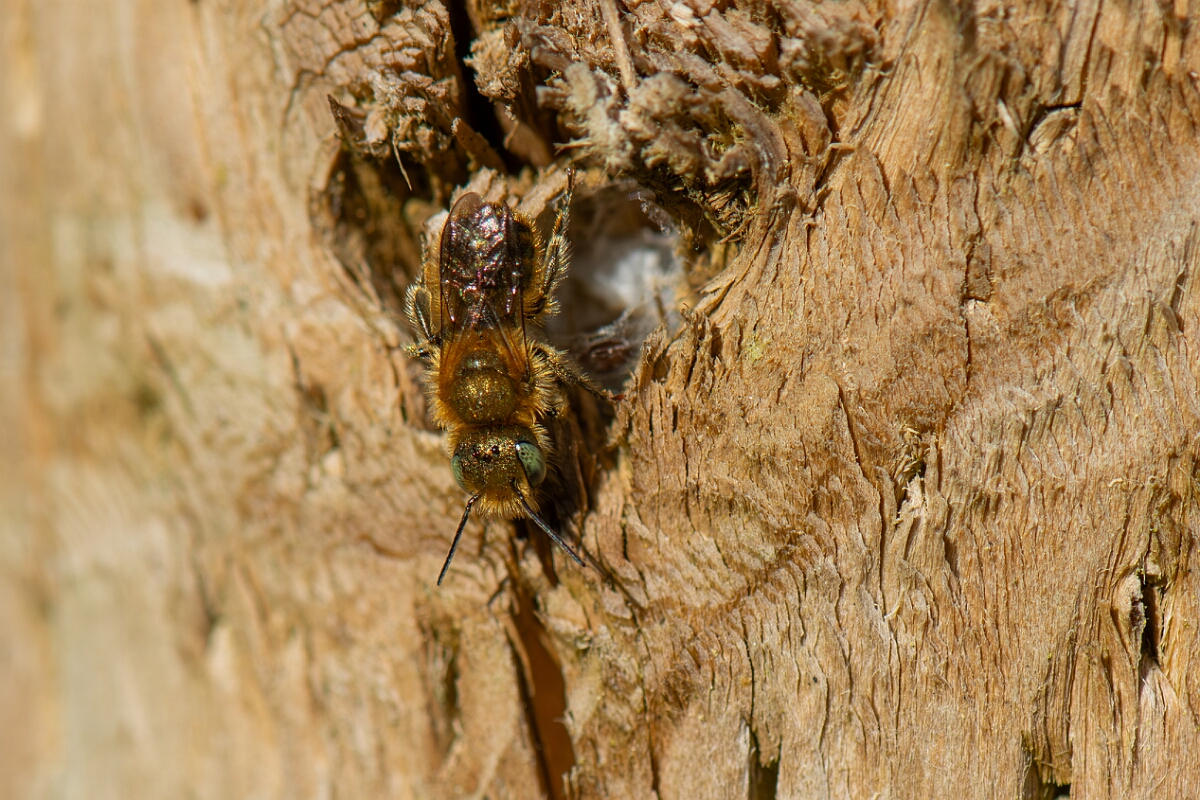 David Plant Photography - Wildlife Photography - Blue mason bee, Osmia caerulescens - G.jpg - Blue mason bee, Osmia caerulescens, male - Cotswolds