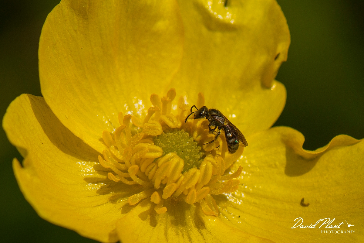 David Plant Photography - Wildlife Photography - Bronze furrow bee, Halictus tumulorum - A.JPG - Bronze furrow bee, Halictus tumulorum - Cotswolds