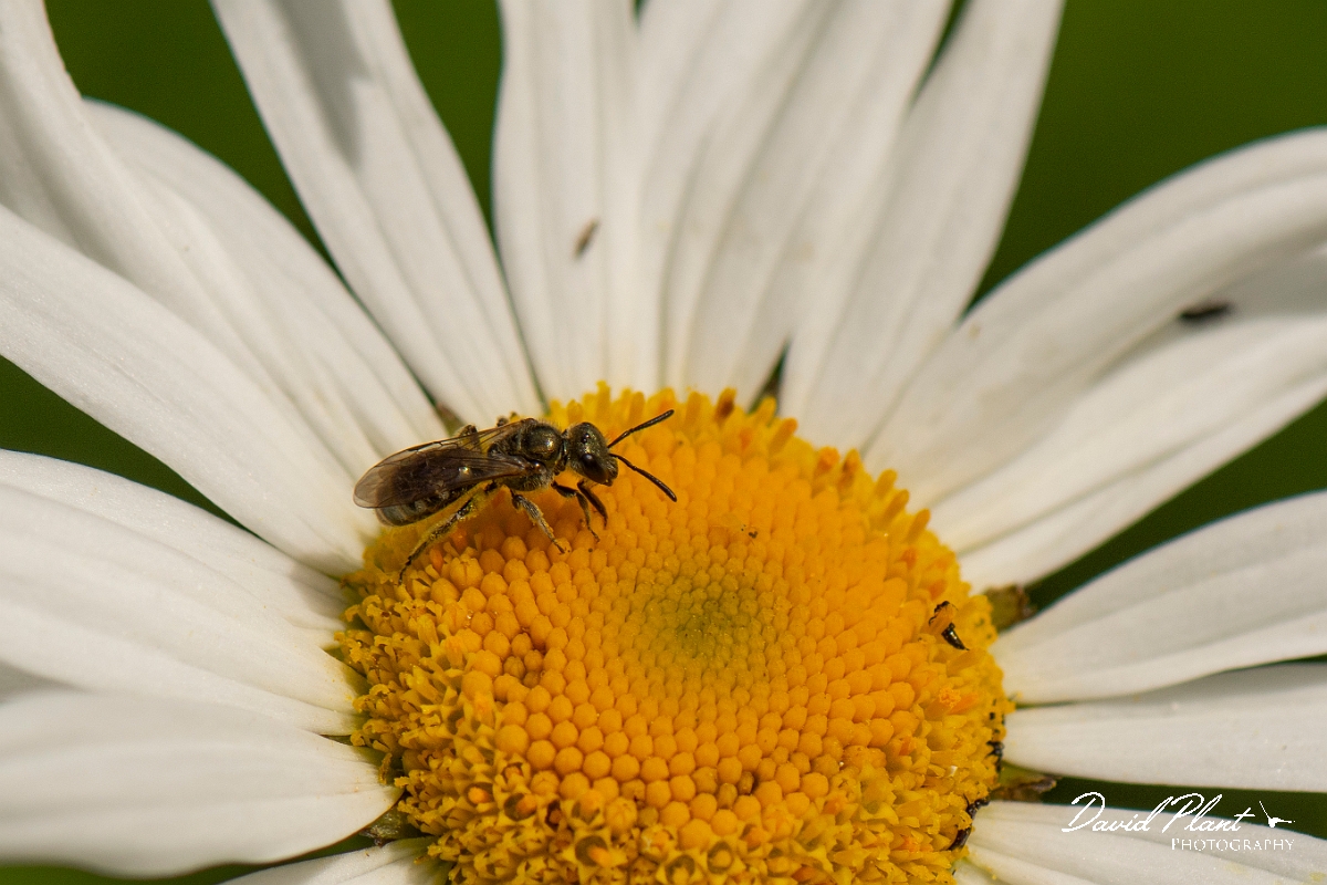 David Plant Photography - Wildlife Photography - Bronze furrow bee, Halictus tumulorum - B.JPG - Bronze furrow bee, Halictus tumulorum - Cotswolds