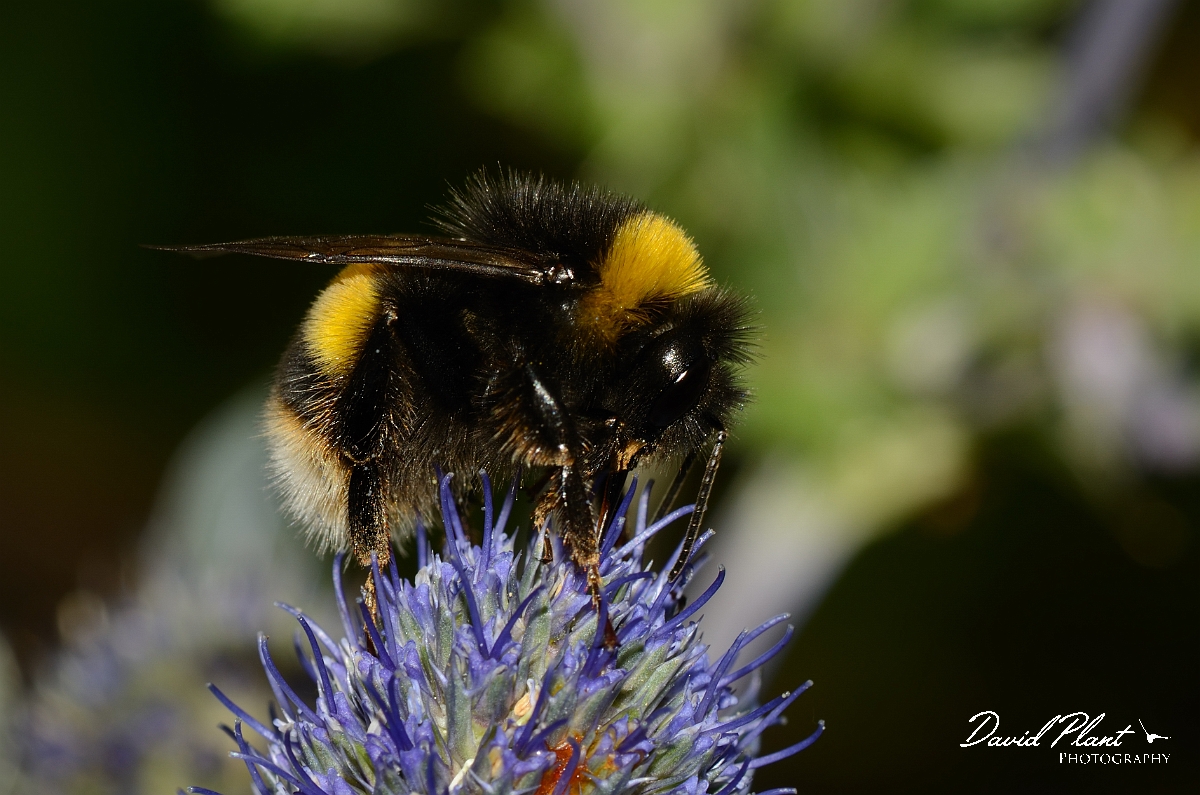 David Plant Photography - Wildlife Photography - Buff-tailed bumblebee, Bombus terrestris - C.jpg - Buff-tailed bumblebee, Bombus terrestris - Cotswolds