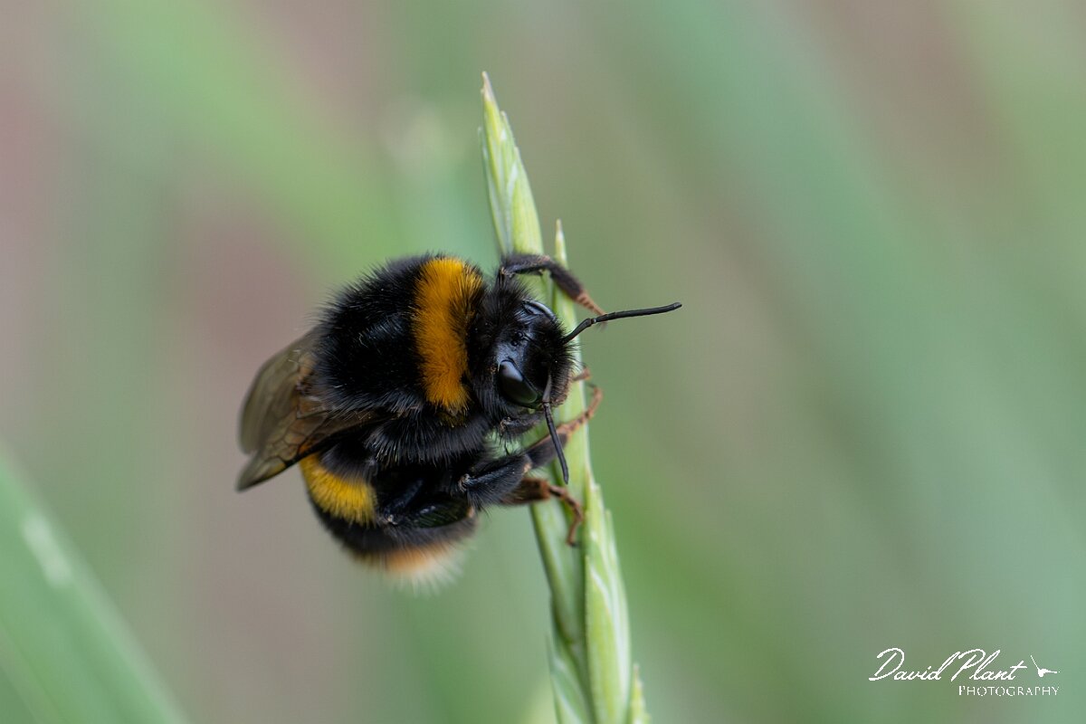 David Plant Photography - Wildlife Photography - Buff-tailed bumblebee, Bombus terrestris - E.jpg - Buff-tailed bumblebee, Bombus terrestris - North Somerset