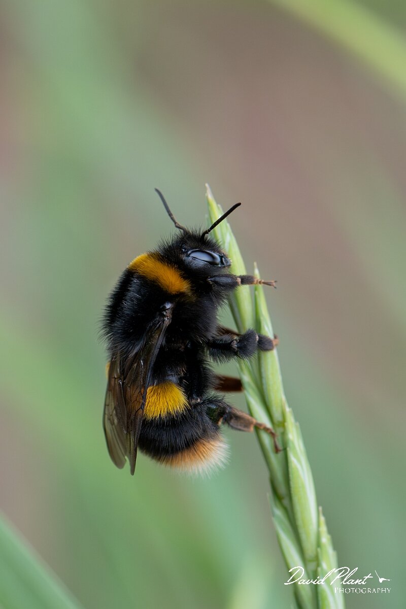 David Plant Photography - Wildlife Photography - Buff-tailed bumblebee, Bombus terrestris - F.jpg - Buff-tailed bumblebee, Bombus terrestris - North Somerset