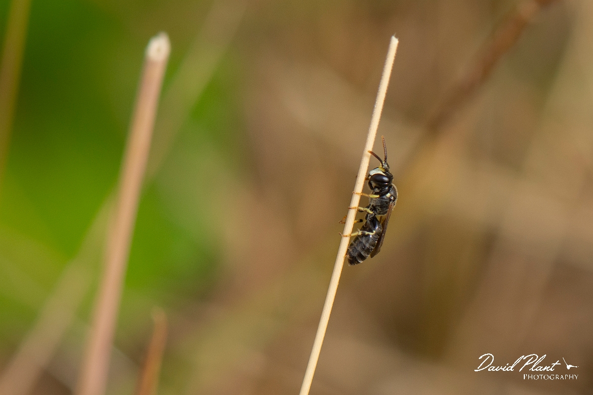 David Plant Photography - Wildlife Photography - Chalk yellow-face bee, Hylaeus dilatatus - A.jpg - Chalk yellow-face bee, Hylaeus dilatatus - Kent