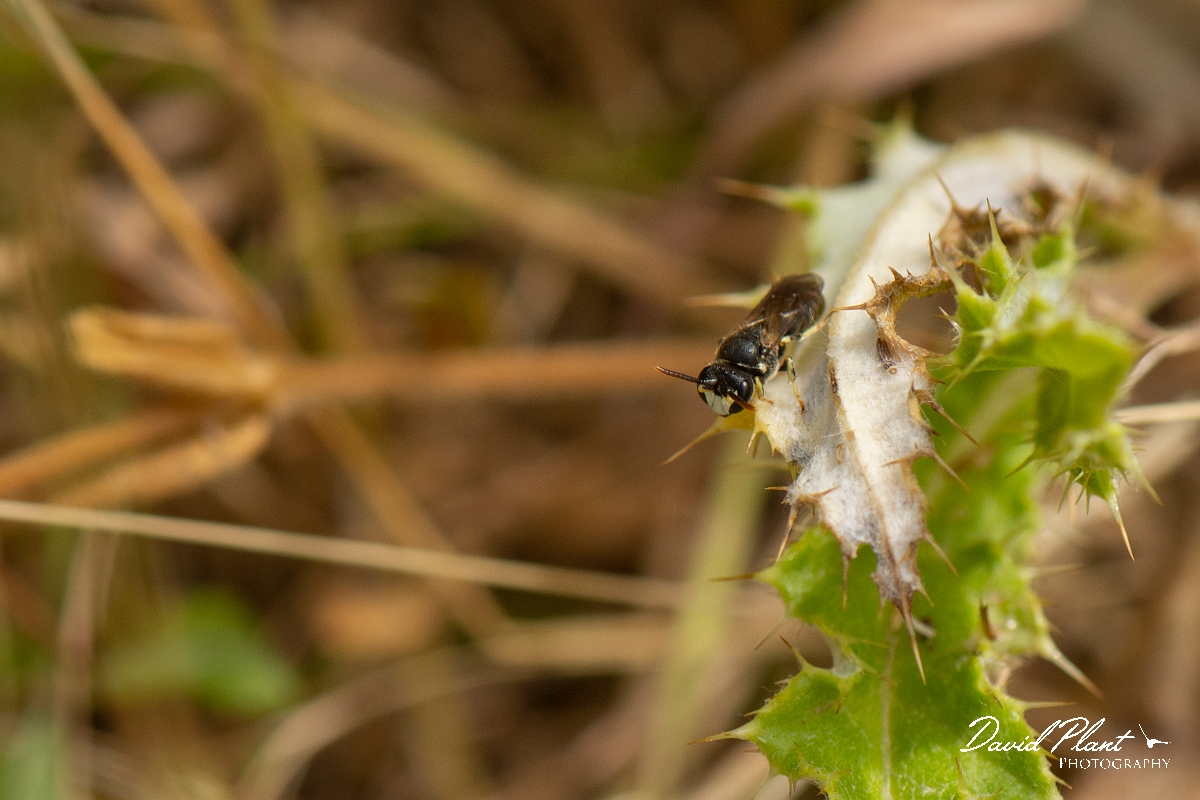 David Plant Photography - Wildlife Photography - Chalk yellow-face bee, Hylaeus dilatatus - C.jpg - Chalk yellow-face bee, Hylaeus dilatatus - Kent