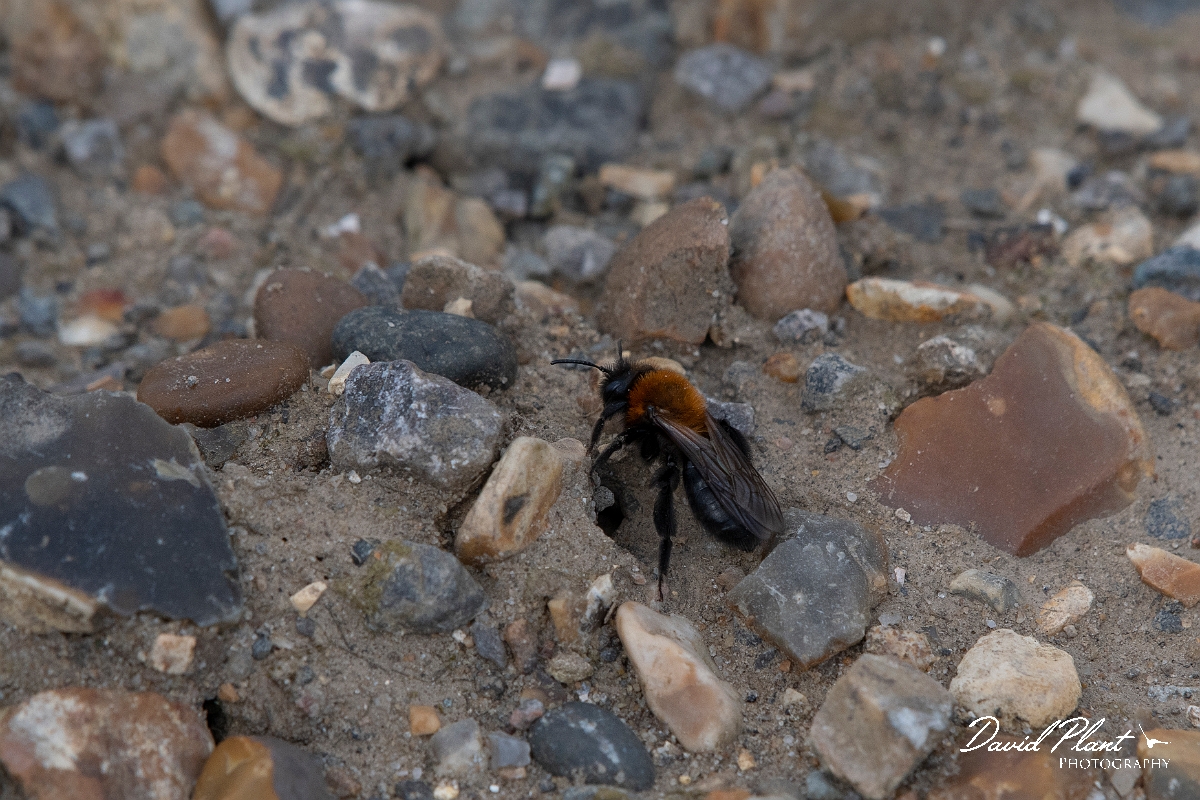 David Plant Photography - Wildlife Photography - Cliff mining bee, Andrena thoracica - A.jpg - Cliff mining bee, Andrena thoracica - Kent