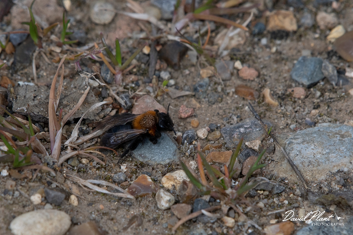 David Plant Photography - Wildlife Photography - Cliff mining bee, Andrena thoracica - B.jpg - Cliff mining bee, Andrena thoracica - Kent