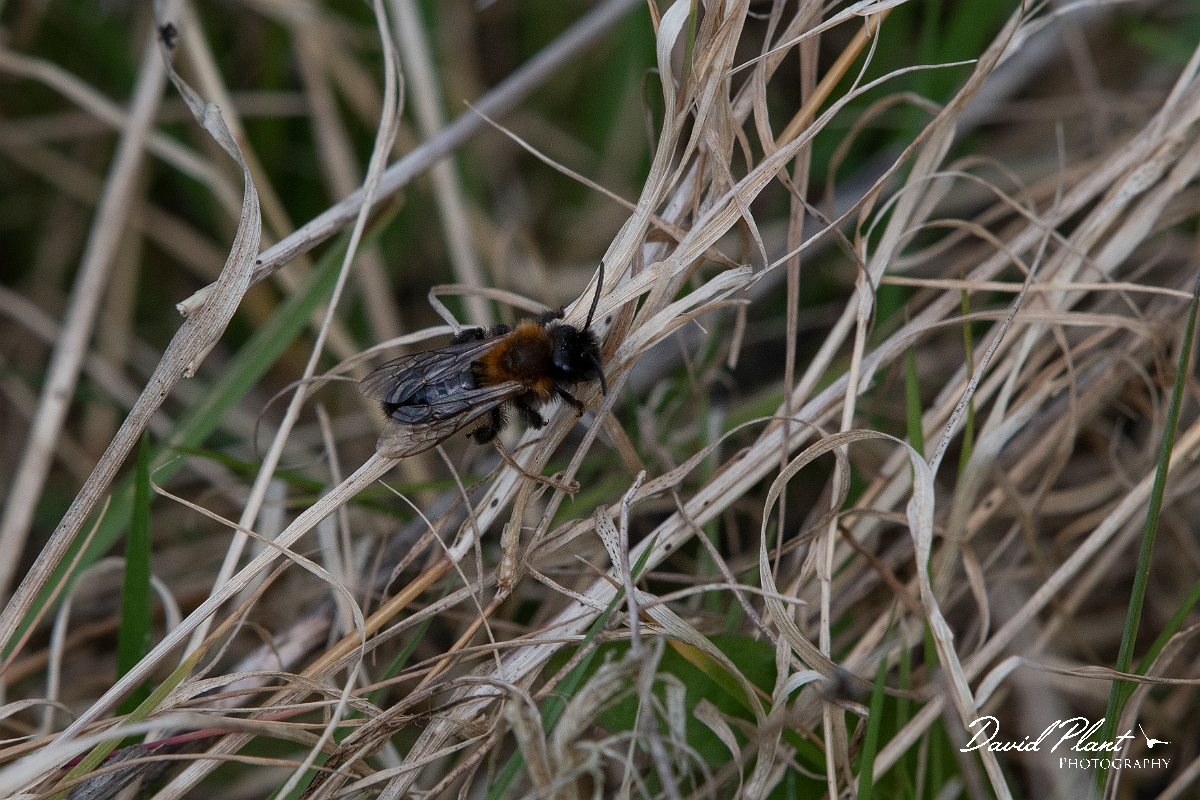 David Plant Photography - Wildlife Photography - Cliff mining bee, Andrena thoracica - C.jpg - Cliff mining bee, Andrena thoracica - Kent