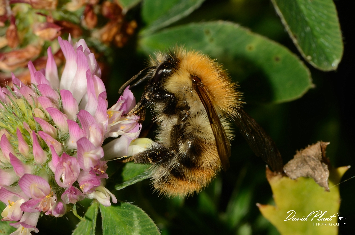 David Plant Photography - Wildlife Photography - Common carder bee, Bombus pascuorum - A.jpg - Common carder bee, Bombus pascuorum - Cotswolds