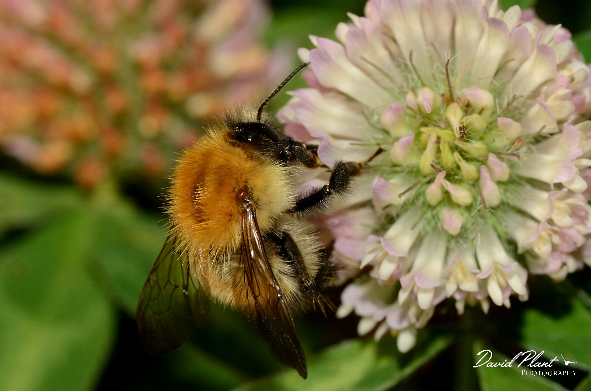 David Plant Photography - Wildlife Photography - Common carder bee, Bombus pascuorum - B.jpg - Common carder bee, Bombus pascuorum - Cotswolds