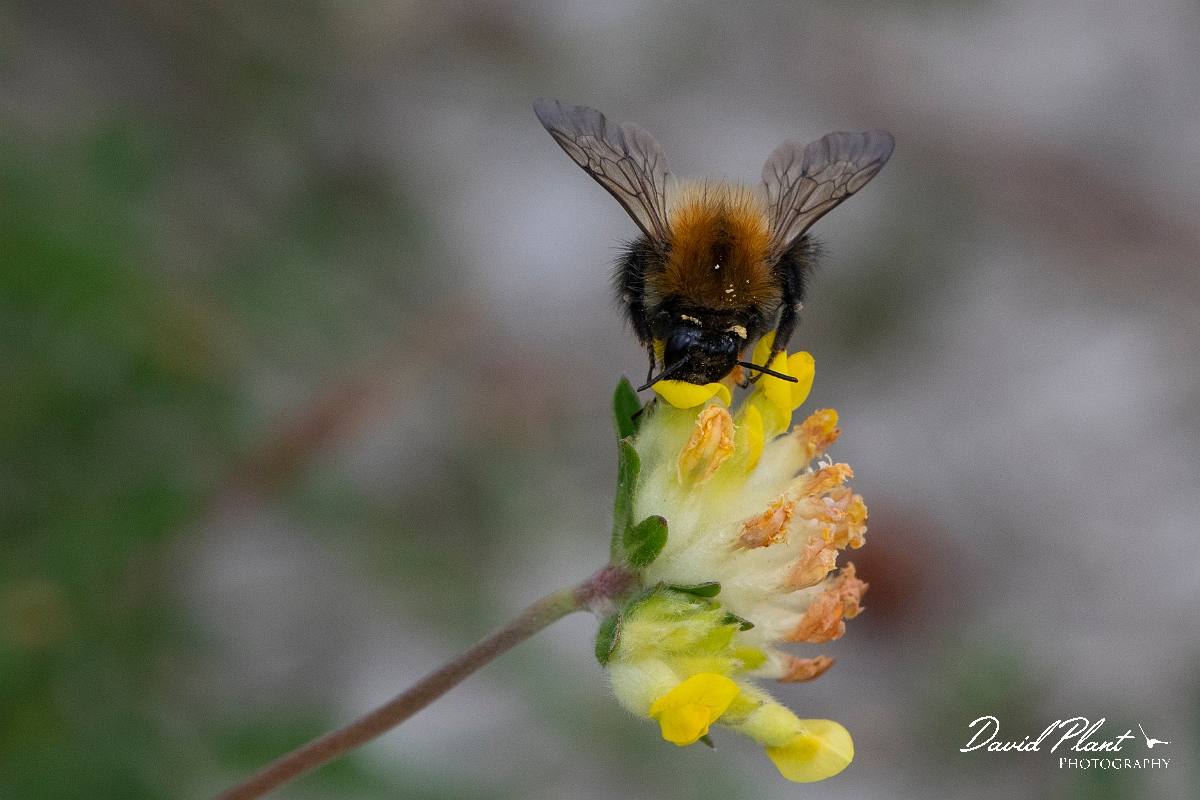 David Plant Photography - Wildlife Photography - Common carder bee, Bombus pascuorum - D.jpg - Common carder-bee, Bombus pascorum - Cambridgeshire