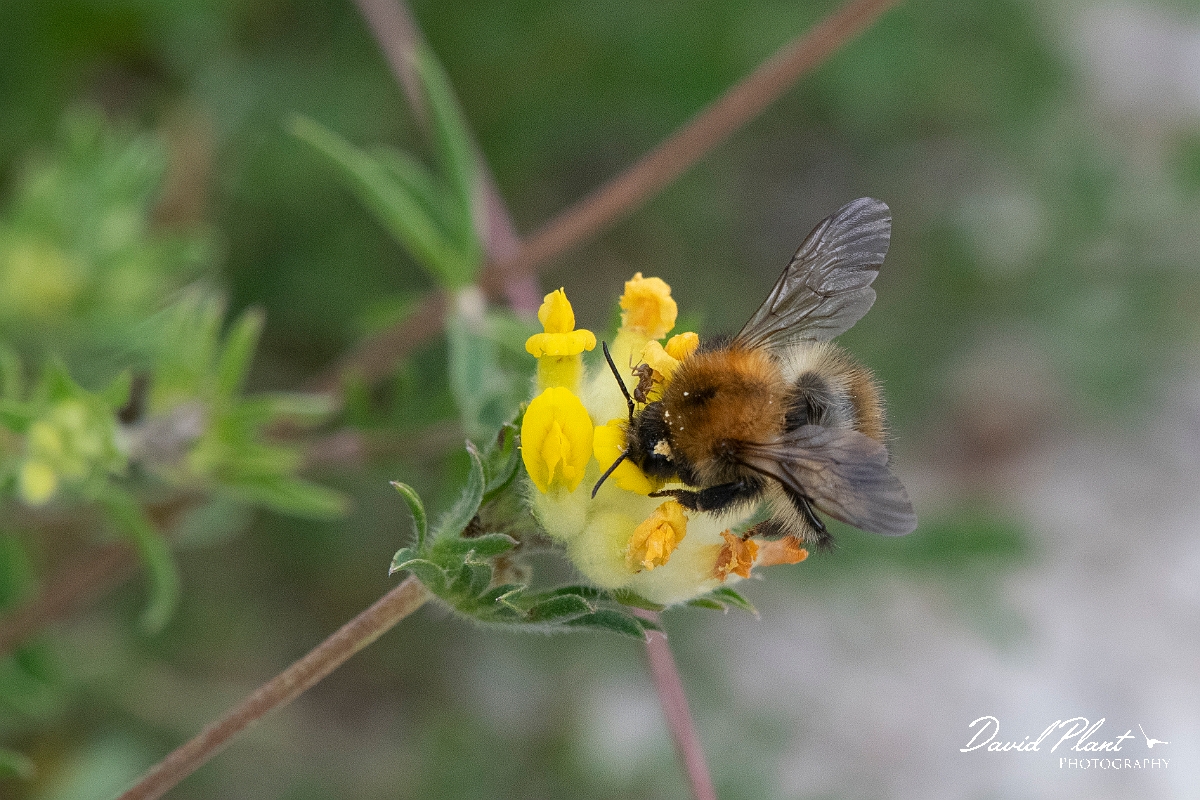 David Plant Photography - Wildlife Photography - Common carder bee, Bombus pascuorum - E.jpg - Common carder-bee, Bombus pascorum - Cambridgeshire
