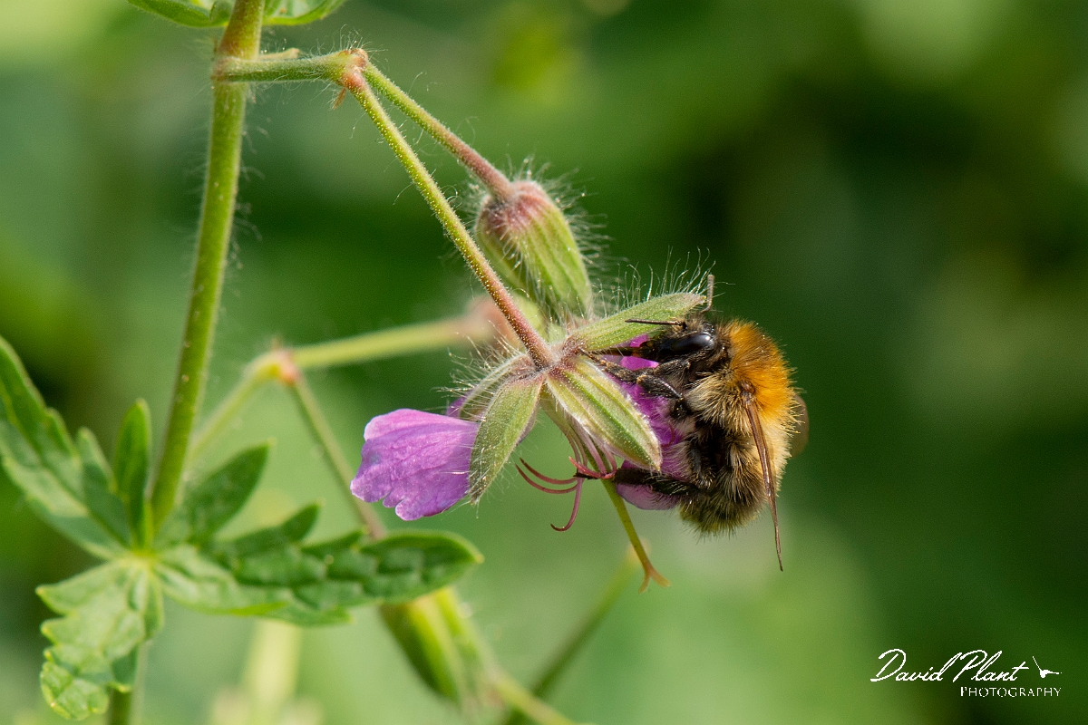 David Plant Photography - Wildlife Photography - Common carder bee, Bombus pascuorum - G.jpg - Common carder-bee, Bombus pascorum - Cotswolds