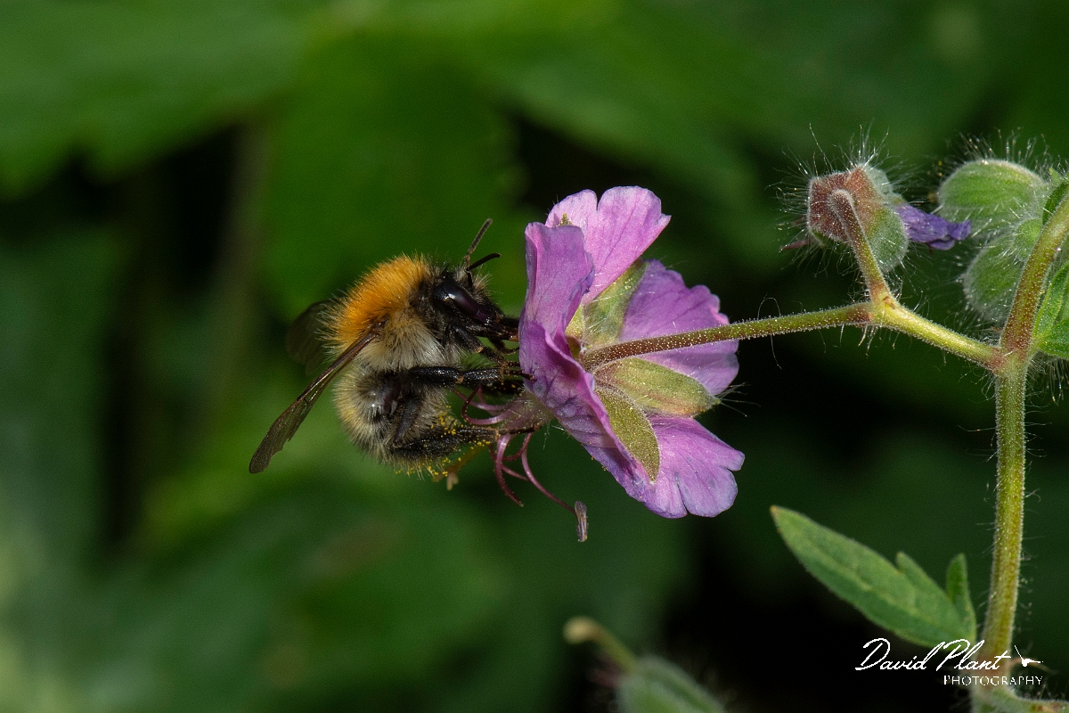 David Plant Photography - Wildlife Photography - Common carder bee, Bombus pascuorum - H.jpg - Common carder-bee, Bombus pascorum - Cotswolds