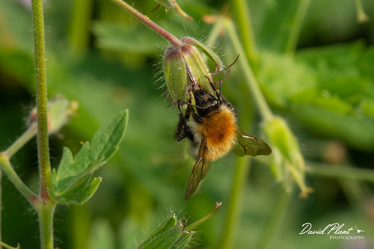 David Plant Photography - Wildlife Photography - Common carder bee, Bombus pascuorum - I.jpg - Common carder-bee, Bombus pascorum - Cotswolds