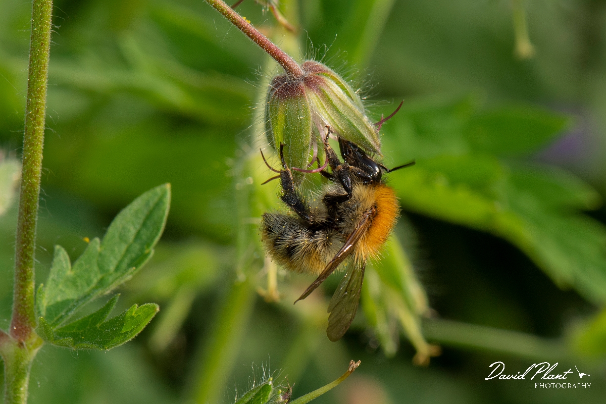 David Plant Photography - Wildlife Photography - Common carder bee, Bombus pascuorum - J.jpg - Common carder-bee, Bombus pascorum - Cotswolds