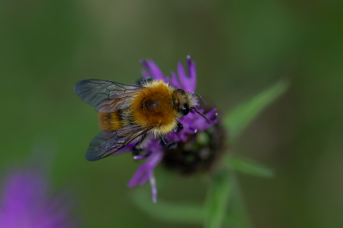David Plant Photography - Wildlife Photography - Common carder bee, Bombus pascuorum - L.jpg - Common carder-bee, Bombus pascorum - Cotswolds
