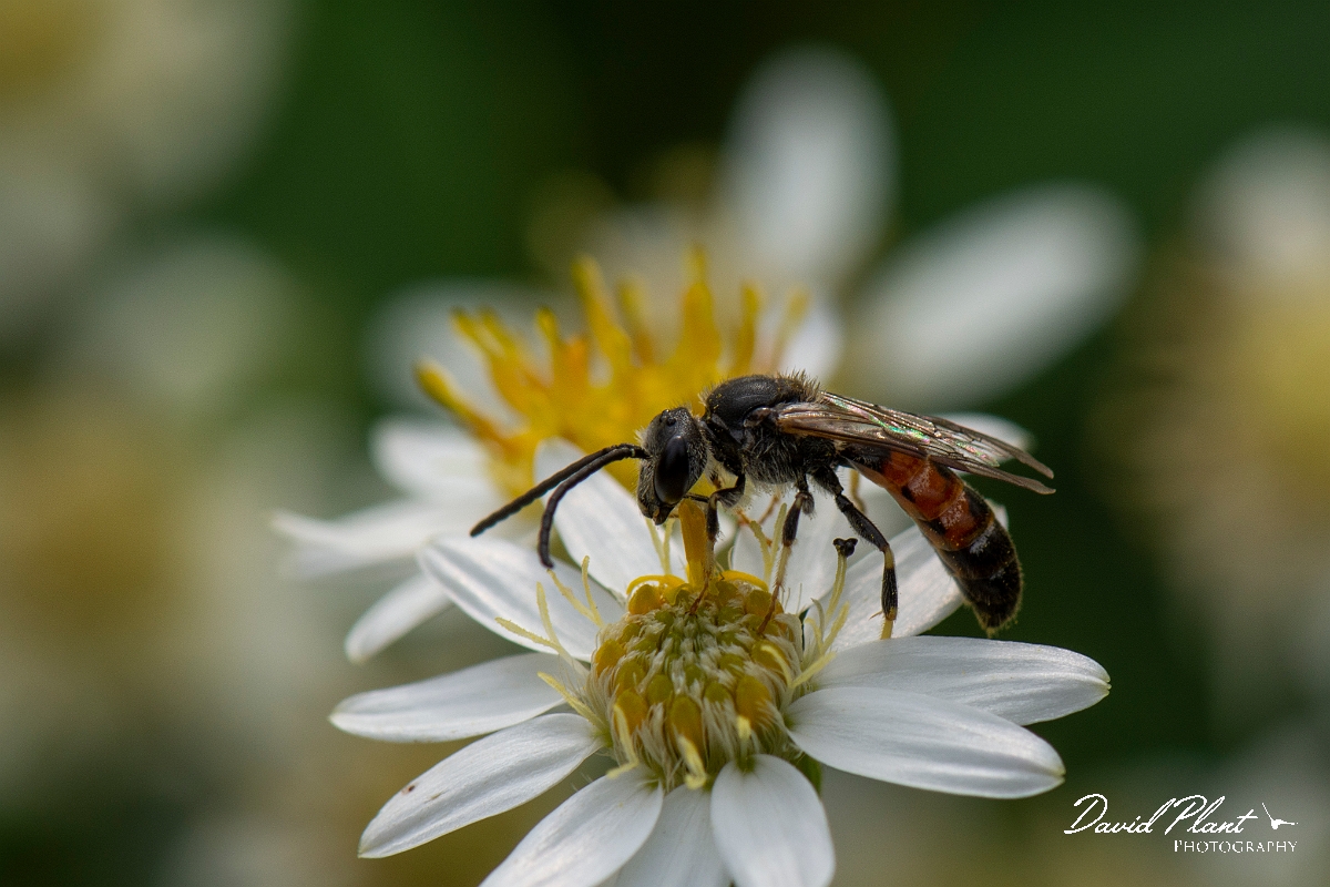 David Plant Photography - Wildlife Photography - Common furrow bee, Lasioglossum calceatum - A.jpg - Common furrow bee, Lasioglossum calceatum - Cotswolds