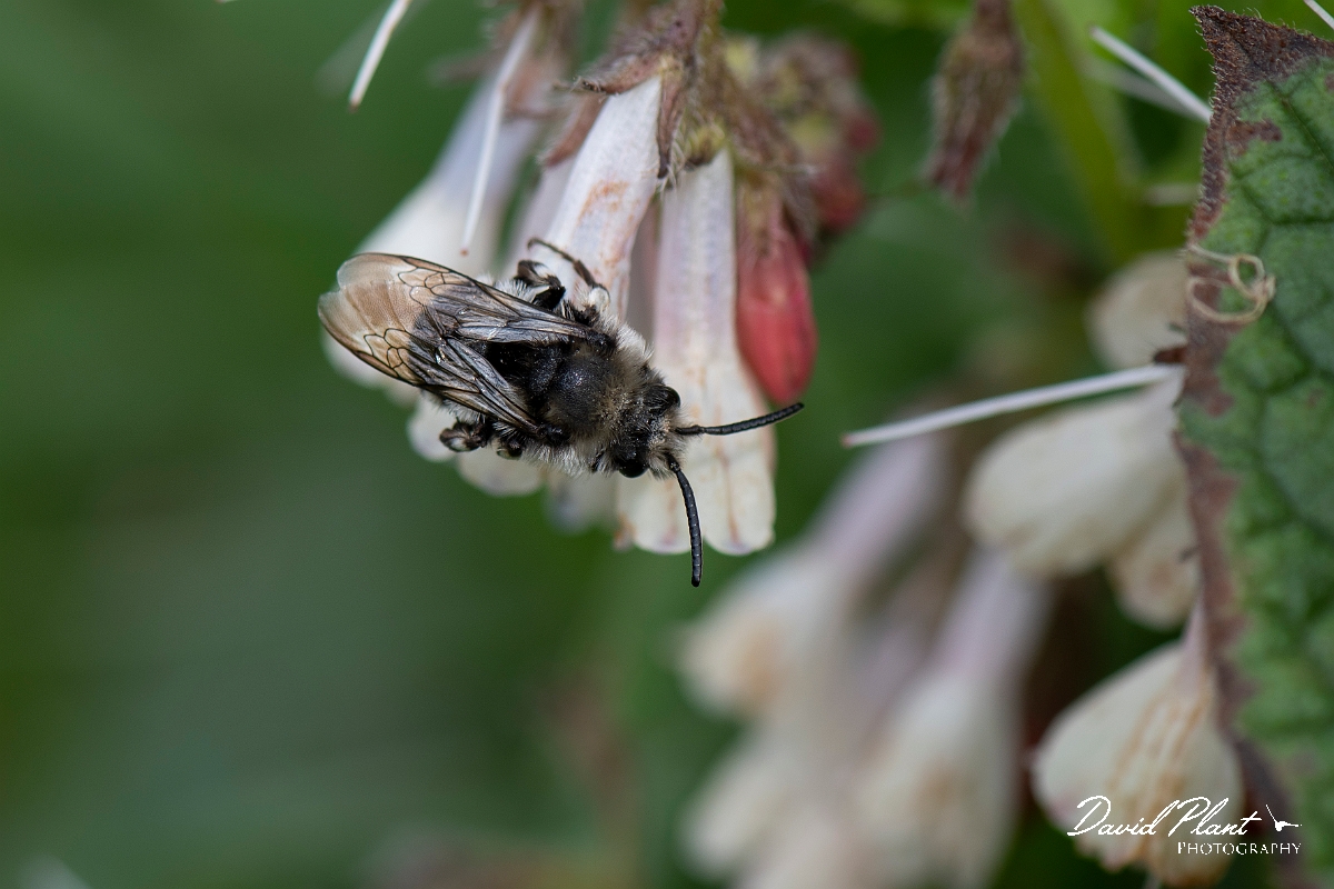 David Plant Photography - Wildlife Photography - Common mourning bee, Melecta albifrons - A.jpg - Common mourning bee, Melecta albifrons - Kent