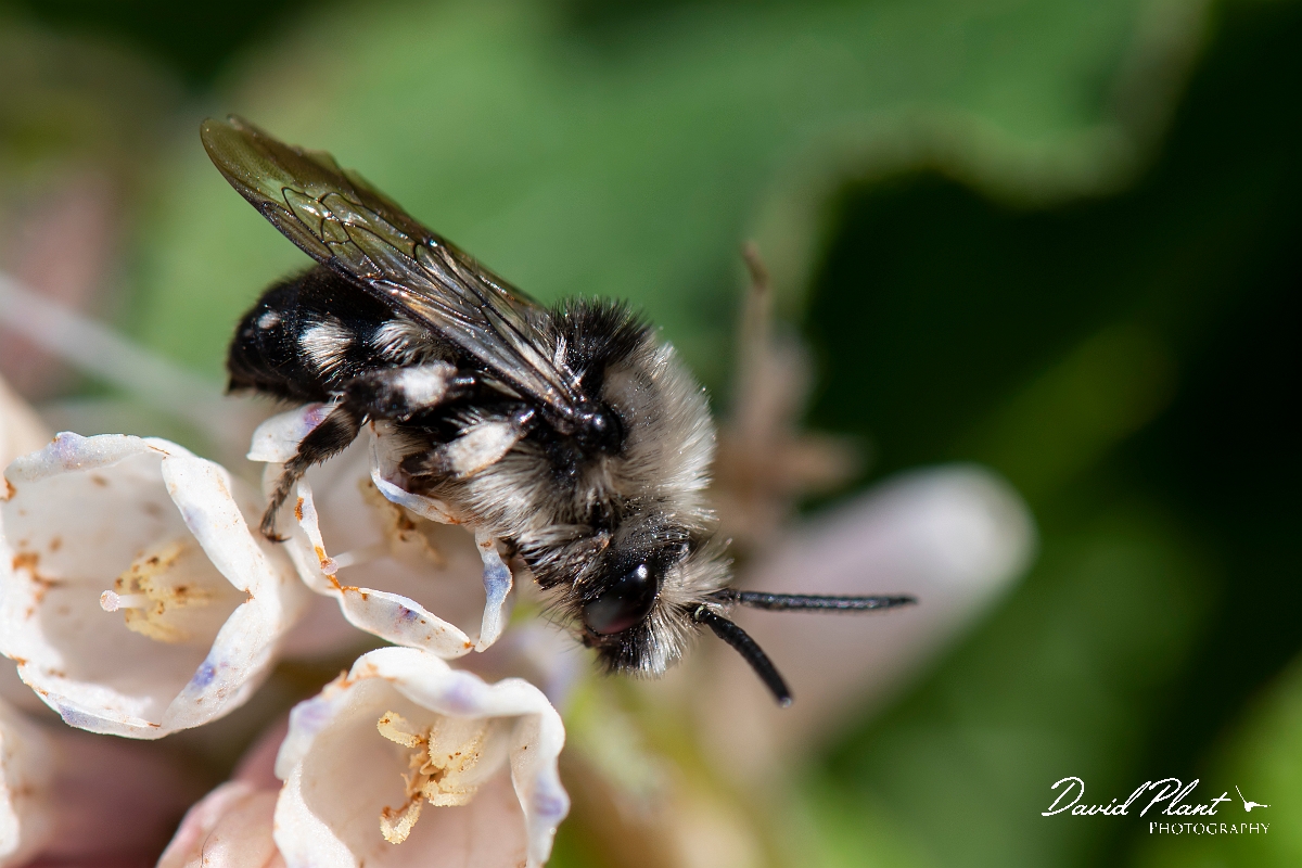 David Plant Photography - Wildlife Photography - Common mourning bee, Melecta albifrons - C.jpg - Common mourning bee, Melecta albifrons - Kent