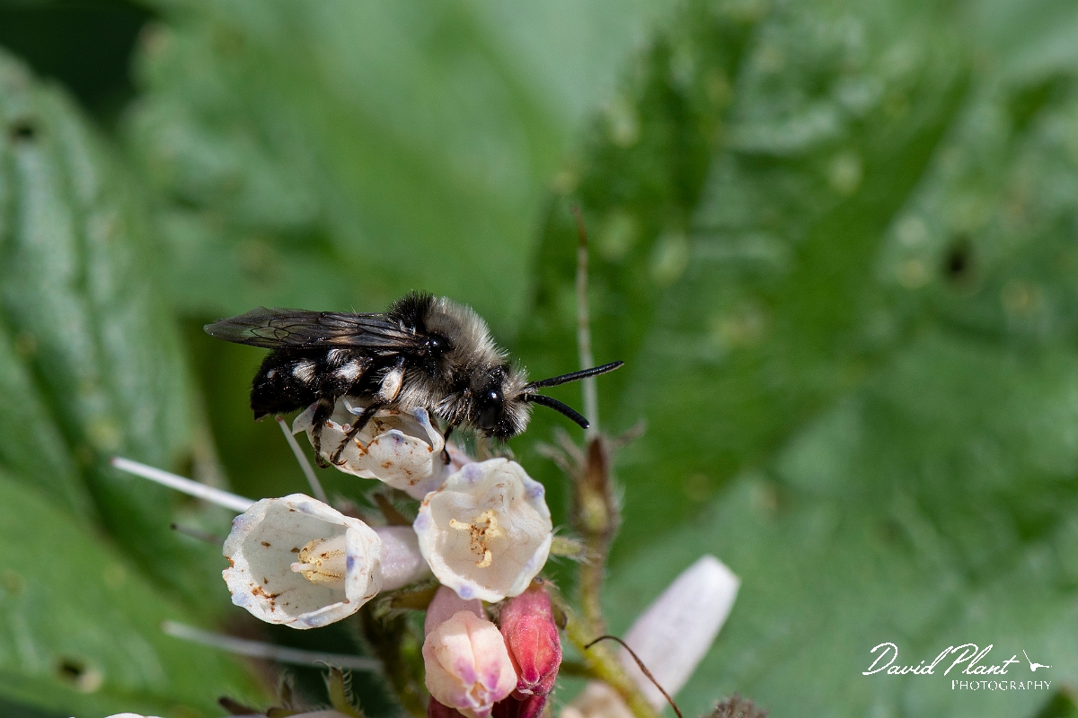 David Plant Photography - Wildlife Photography - Common mourning bee, Melecta albifrons - D.jpg - Common mourning bee, Melecta albifrons - Kent