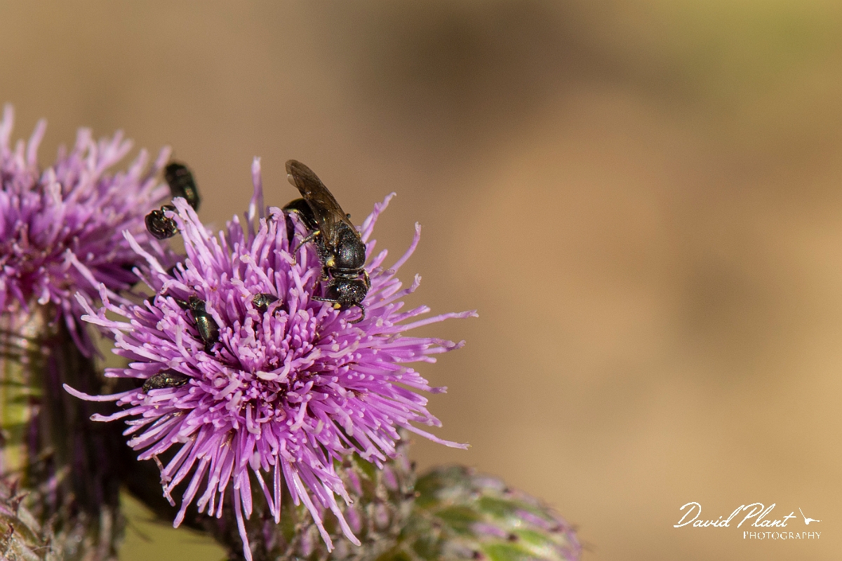 David Plant Photography - Wildlife Photography - Common yellow-face bee, Hylaeus communis - A.jpg - Common yellow-face bee, Hylaeus communis - Kent