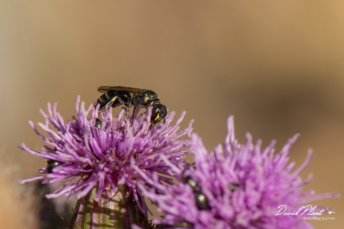 David Plant Photography - Wildlife Photography - Common yellow-face bee, Hylaeus communis - B.jpg - Common yellow-face bee, Hylaeus communis - Kent