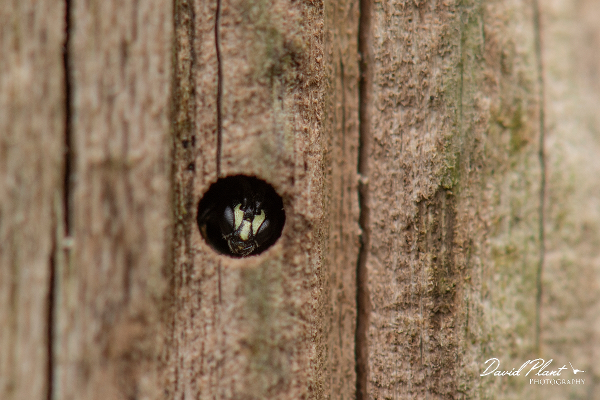 David Plant Photography - Wildlife Photography - Common yellow-faced bee, Hylaeus communis - A.jpg - Common yellow-face bee, Hylaeus communis - Cotswolds