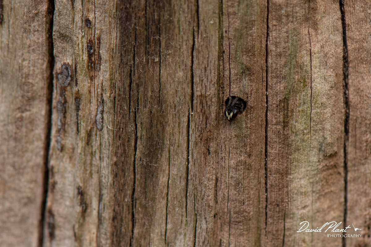 David Plant Photography - Wildlife Photography - Common yellow-faced bee, Hylaeus communis - B.jpg - Common yellow-face bee, Hylaeus communis - Cotswolds