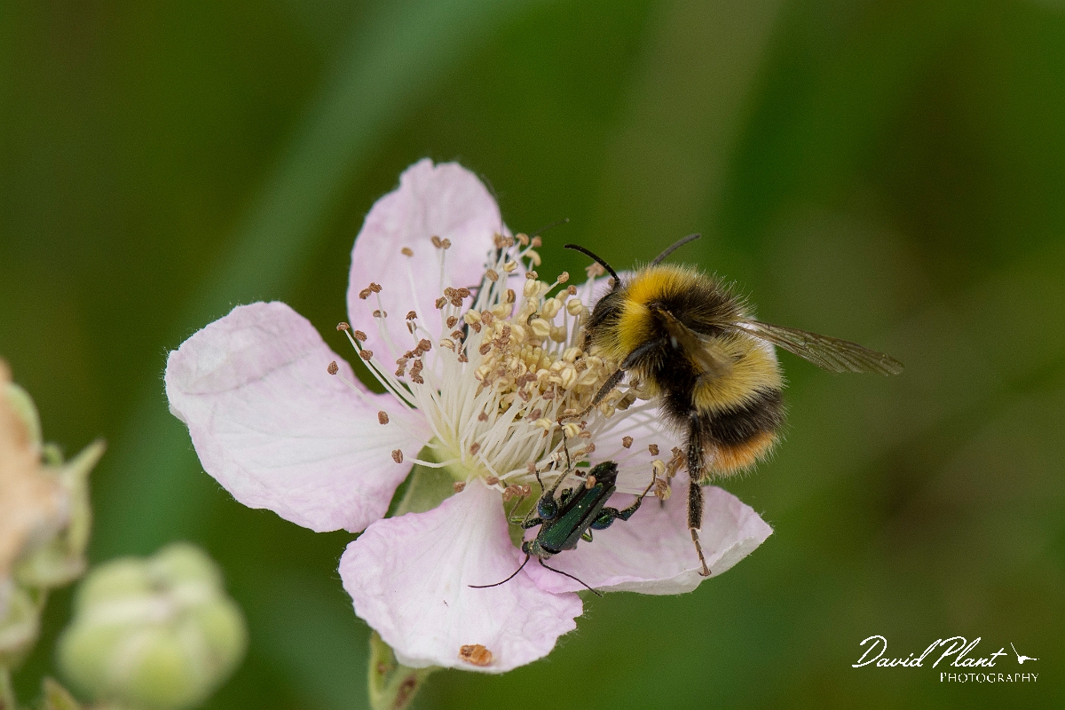David Plant Photography - Wildlife Photography - Early bumblebee, Bombus pratorum - B.jpg - Early bumblebee, Bombus pratorum - Kent