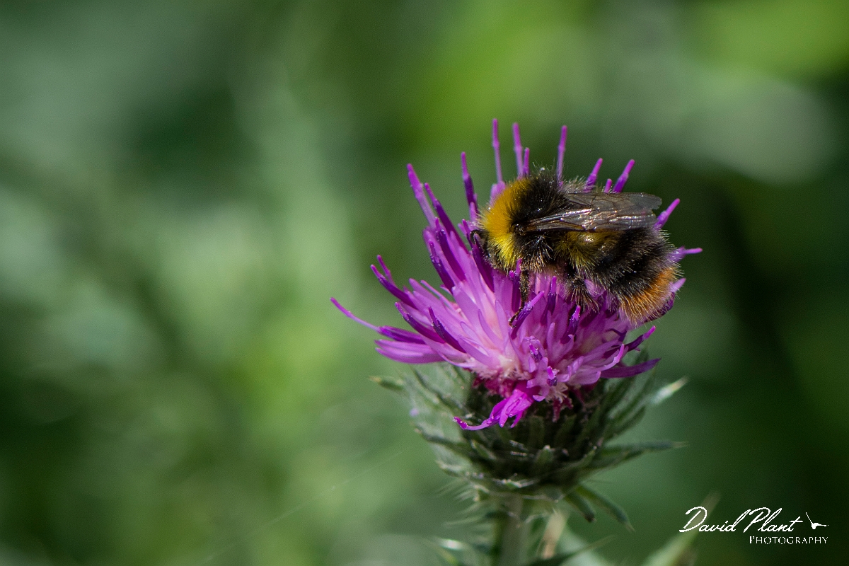 David Plant Photography - Wildlife Photography - Early bumblebee, Bombus pratorum - C.JPG - Early bumblebee, Bombus pratorum - Suffolk
