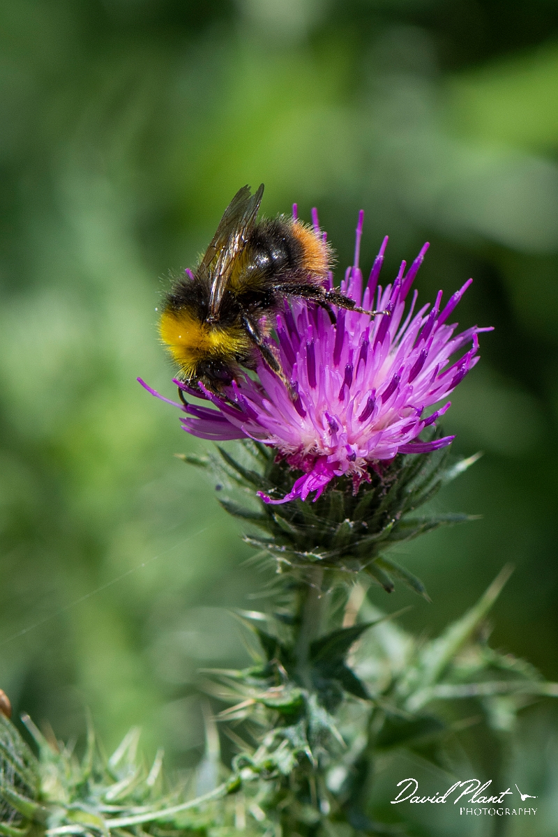 David Plant Photography - Wildlife Photography - Early bumblebee, Bombus pratorum - D.JPG - Early bumblebee, Bombus pratorum - Suffolk