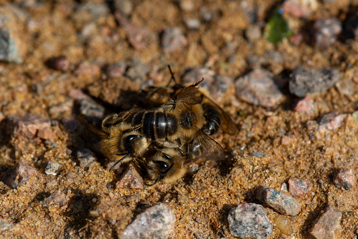 David Plant Photography - Wildlife Photography - Early colletes, Colletes cunicularius - B.jpg - Early colletes, Colletes cunicularius, mating - Cambridgeshire