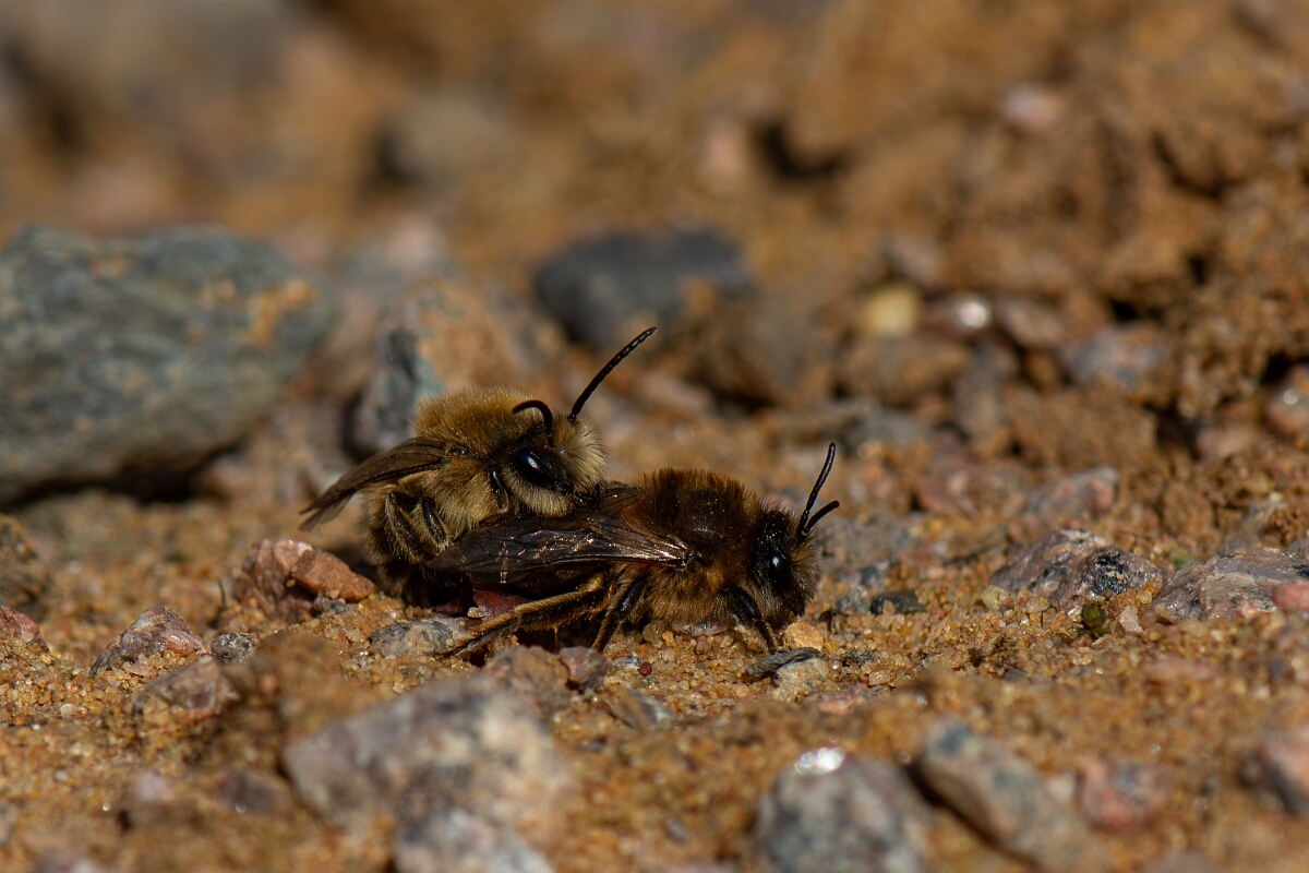 David Plant Photography - Wildlife Photography - Early colletes, Colletes cunicularius - E.jpg - Early colletes, Colletes cunicularius, mating - Cambridgeshire