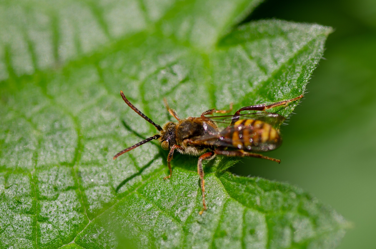 David Plant Photography - Wildlife Photography - Early nomad bee, Nomada leucophthalma - A.jpg - Early nomad bee, Nomada leucophthalma - Cambridgeshire