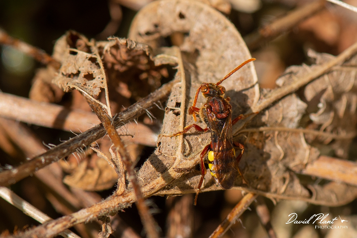 David Plant Photography - Wildlife Photography - Flavous nomad bee, Nomada flava - A.jpg - Flavous nomad bee, Nomada flava - Cotswolds