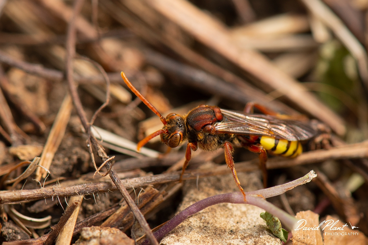 David Plant Photography - Wildlife Photography - Flavous nomad bee, Nomada flava - C.jpg - Flavous nomad bee, Nomada flava - Cotswolds