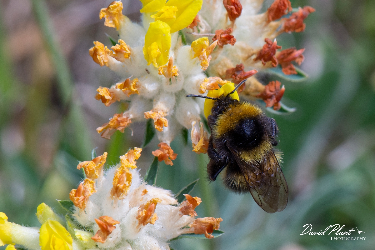 David Plant Photography - Wildlife Photography - Garden bumblebee, Bombus hortorum - B.jpg - Small garden bumblebee - Bombus hortorum - Dorset