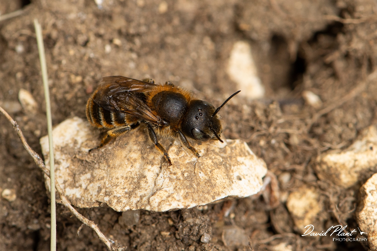 David Plant Photography - Wildlife Photography - Golden-fringed mason bee, Osmia aurulenta - A.jpg - Golden-fringed mason bee, Osmia aurulenta - Dorset