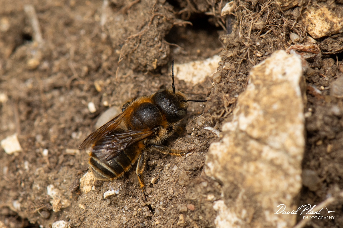 David Plant Photography - Wildlife Photography - Golden-fringed mason bee, Osmia aurulenta - B.jpg - Golden-fringed mason bee, Osmia aurulenta - Dorset