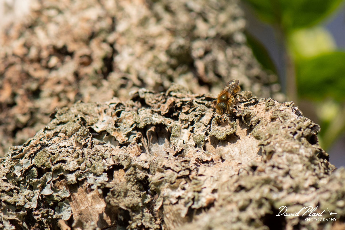 David Plant Photography - Wildlife Photography - Golden-fringed mason bee, Osmia aurulenta - C.jpg - Golden-fringed mason bee, Osmia aurulenta - Cotswolds