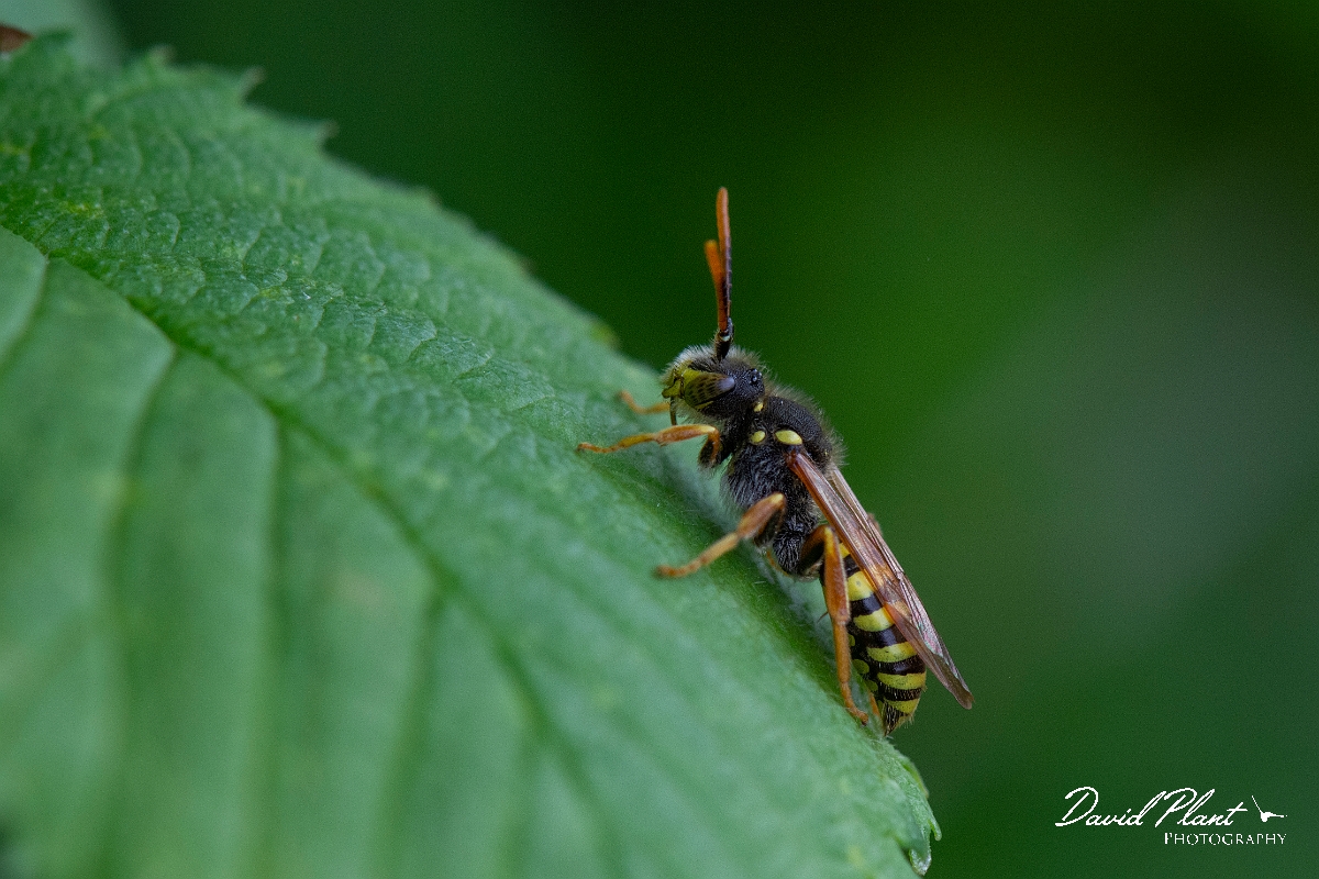 David Plant Photography - Wildlife Photography - Gooden's nomad bee, Nomada goodeniana - C.JPG - Gooden's nomad bee, Nomada goodeniana - Suffolk