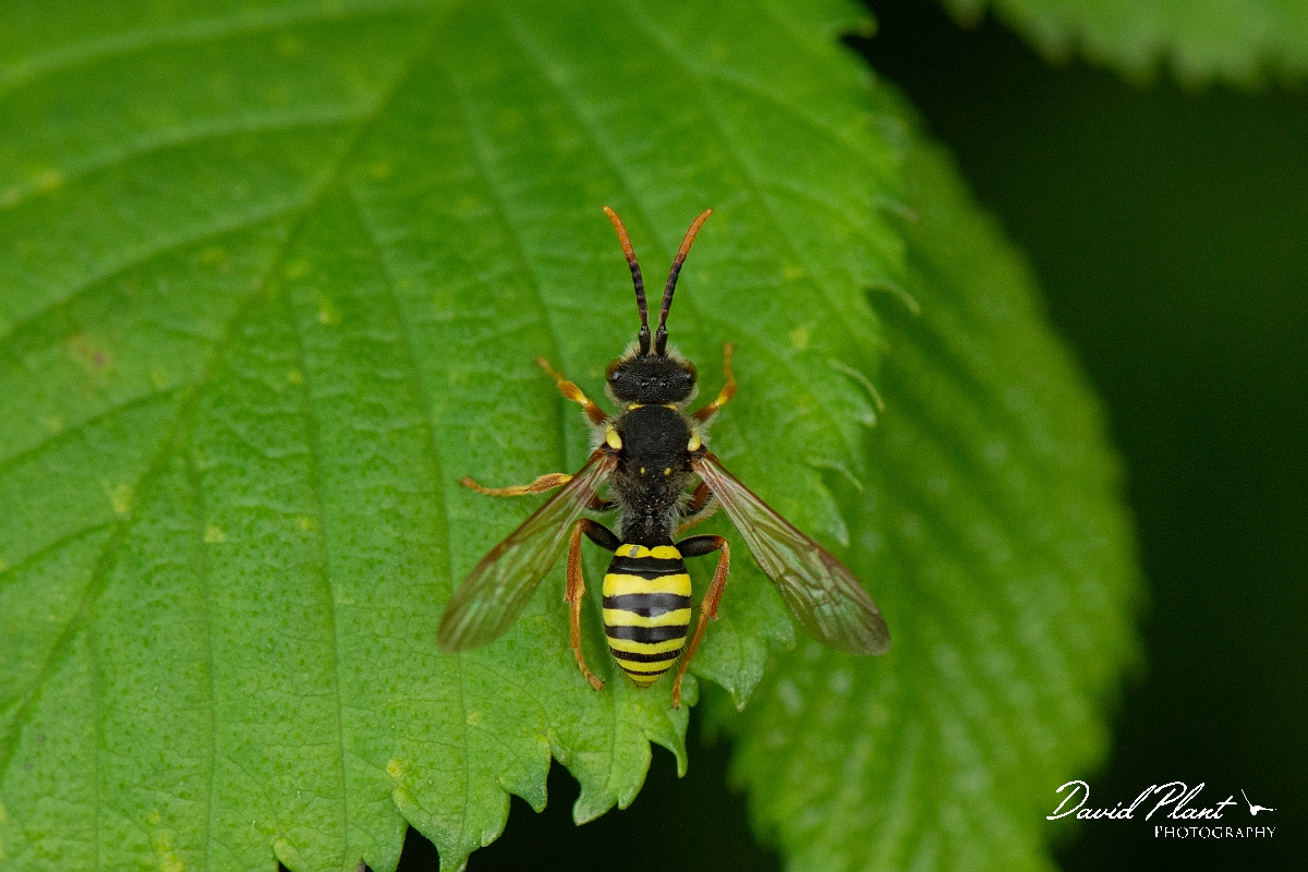 David Plant Photography - Wildlife Photography - Gooden's nomad bee, Nomada goodeniana - D.JPG - Gooden's nomad bee, Nomada goodeniana - Suffolk