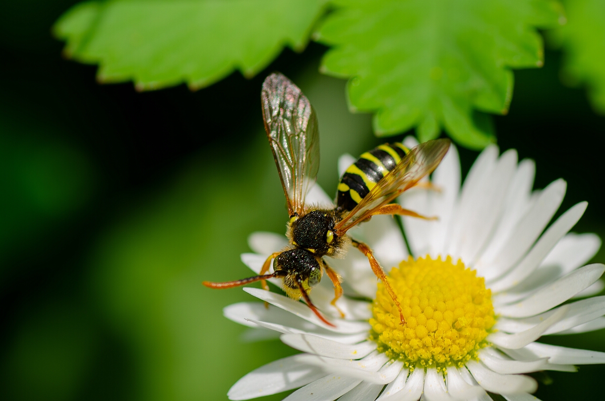 David Plant Photography - Wildlife Photography - Gooden's nomad bee, Nomada goodeniana - H.jpg - Gooden's nomad bee, Nomada goodeniana - Cotswolds