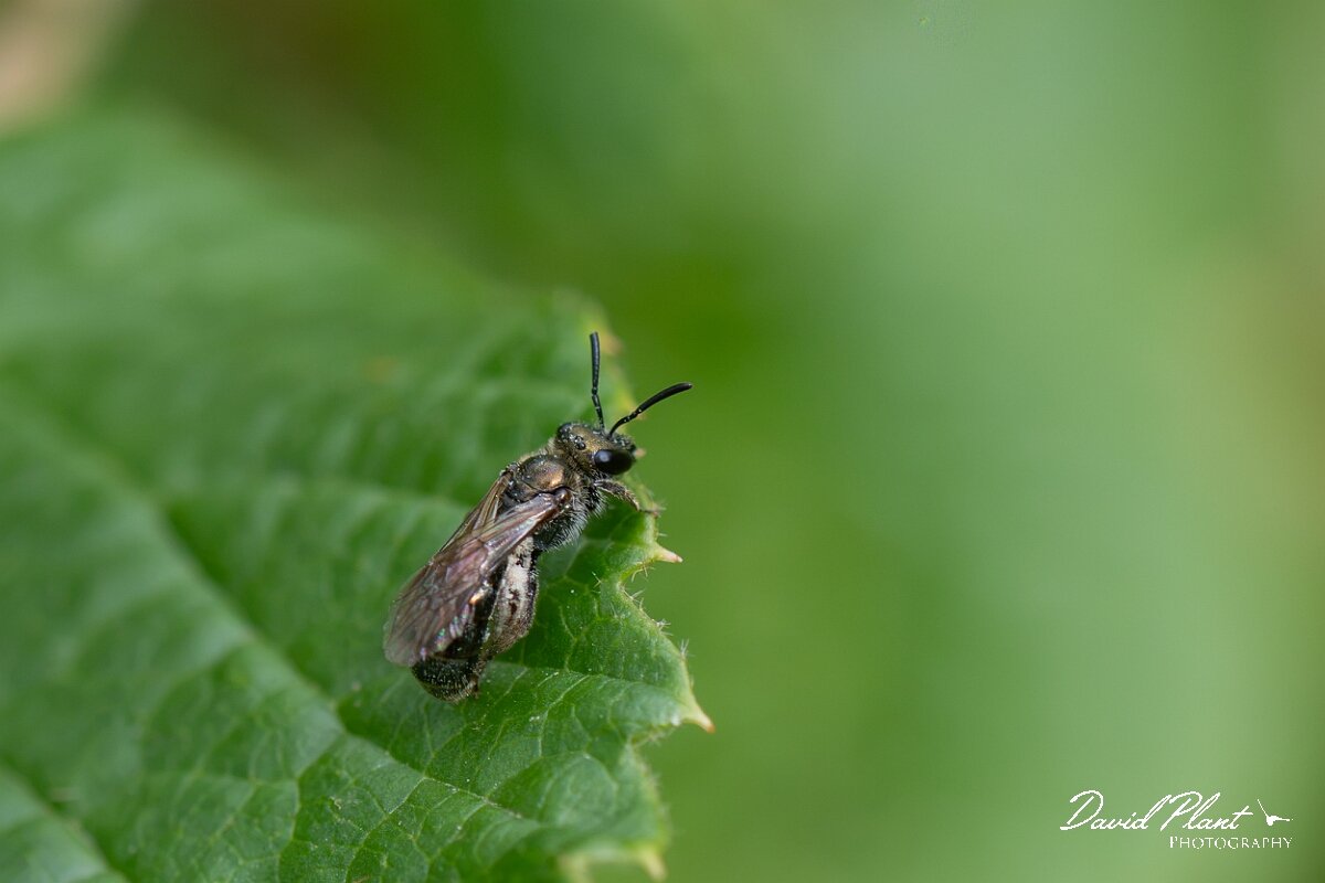 David Plant Photography - Wildlife Photography - Green furrow bee, Lasioglossum morio - A.jpg - Green furrow bee, Lasioglossum morio - Bristol