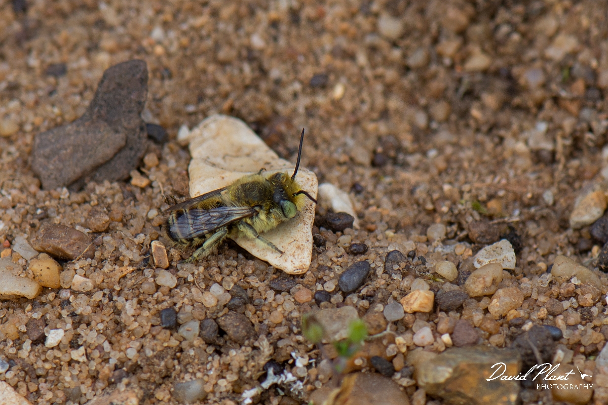 David Plant Photography - Wildlife Photography - Green-eyed flower bee, Anthophora bimaculata - A.JPG - Green-eyed flower bee, Anthophora bimaculata - Suffolk