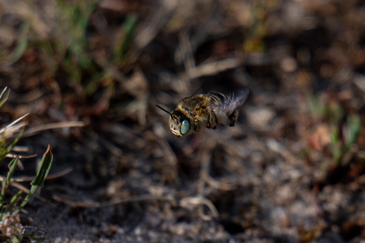 David Plant Photography - Wildlife Photography - Green-eyed flower bee, Anthophora bimaculata - C.jpg - Green-eyed flower bee, Anthophora bimaculata, in flight - Suffolk