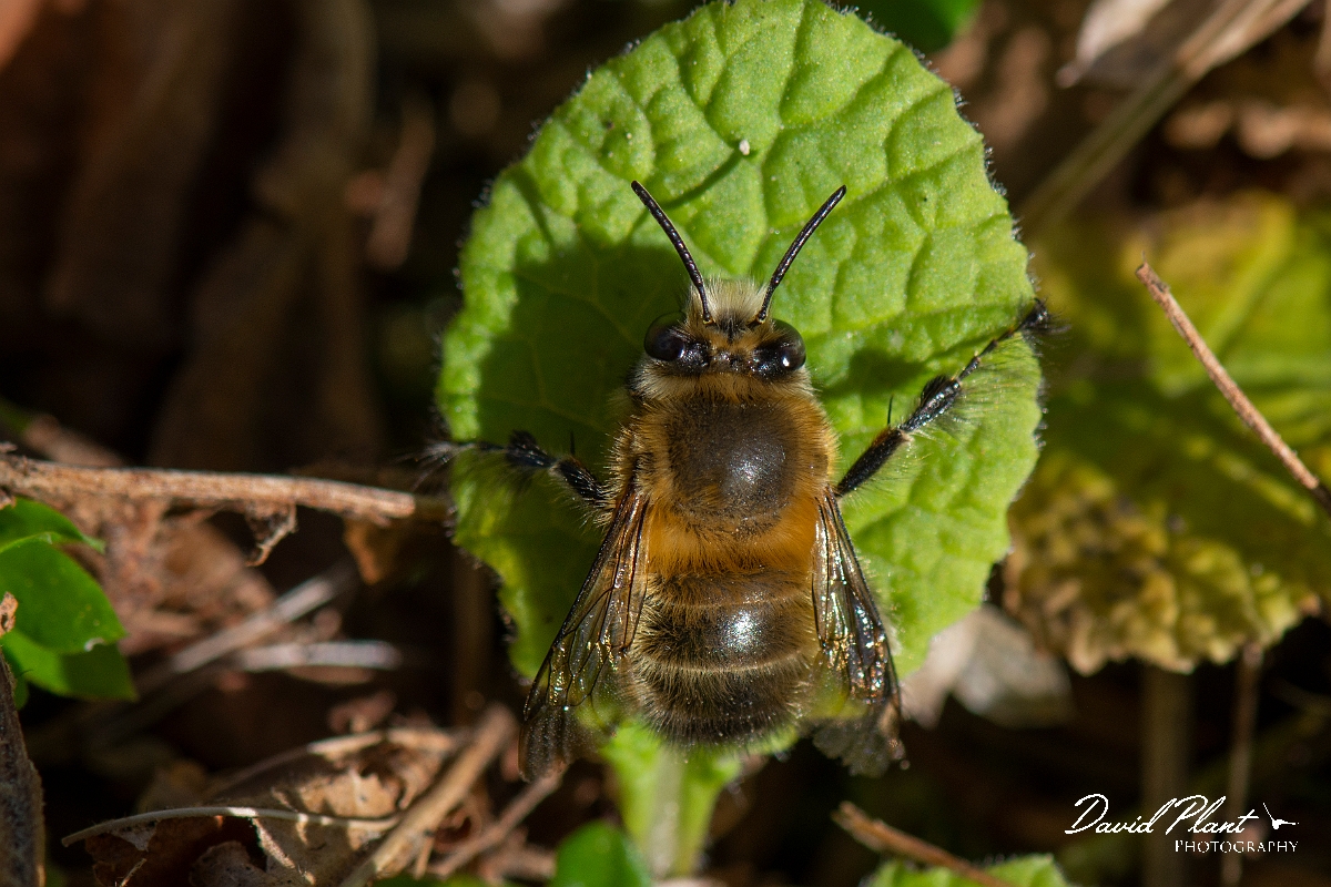 David Plant Photography - Wildlife Photography - Hairy-footed flower bee, Anthophora plumipes - C.JPG - Hairy-footed flower bee, Anthophora plumipes, male - Cotswolds