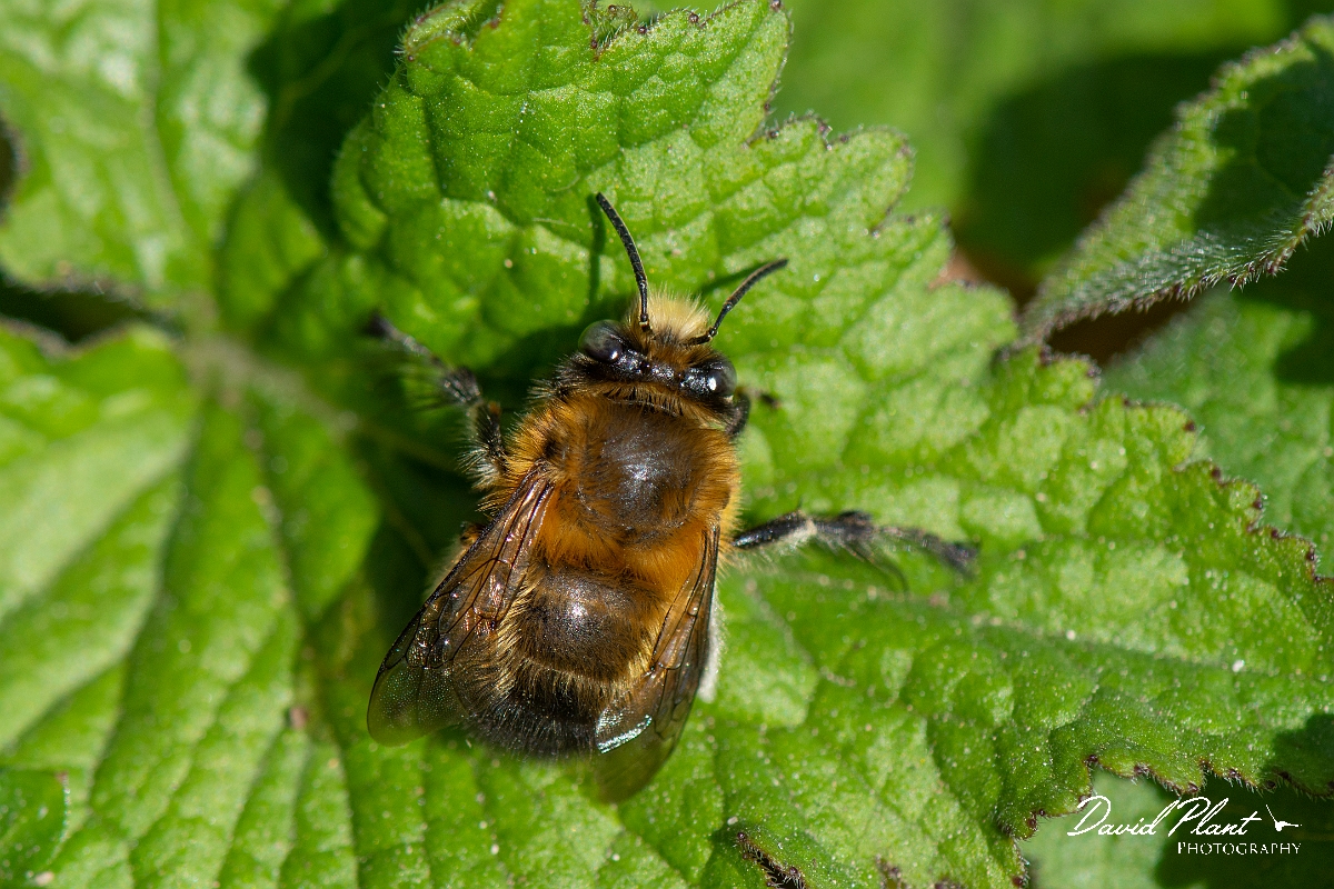 David Plant Photography - Wildlife Photography - Hairy-footed flower bee, Anthophora plumipes - D.JPG - Hairy-footed flower bee, Anthophora plumipes, male - Cotswolds