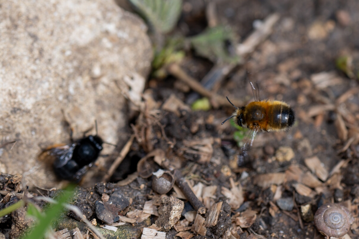 David Plant Photography - Wildlife Photography - Hairy-footed flower bee, Anthophora plumipes - E.jpg - Hairy-footed flower bee, Anthophora plumipes, pair - Cotswolds